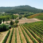 Bodegas con encanto para visitar en la Comunidad Valenciana